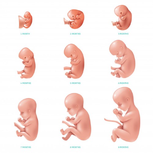 desarrollo embrionario en los seres humanos